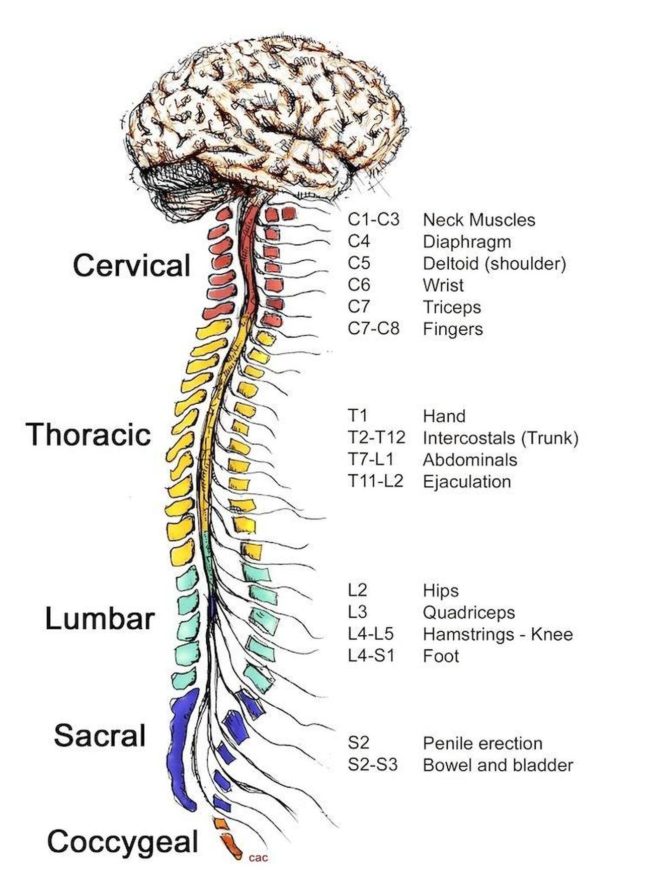 The Central nervous system