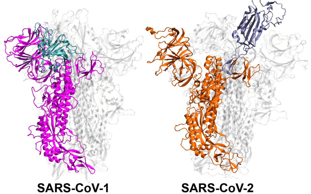 SARS CoV-1 and 2 compared