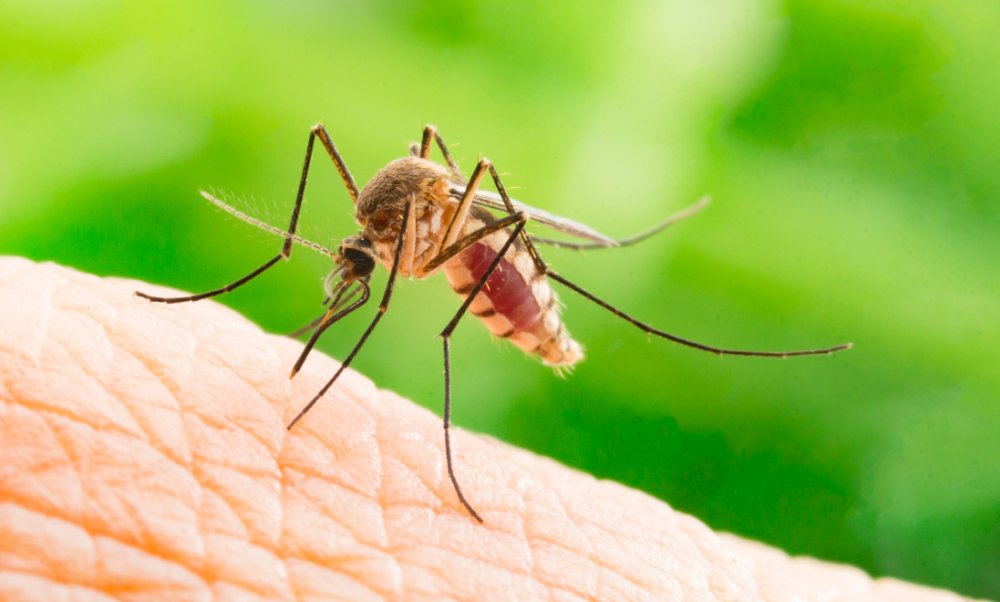 Malaria Mosquito