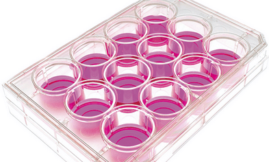 Cell Culture