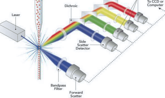 Flow Cytometry