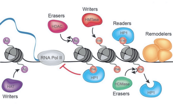 Gene Expression