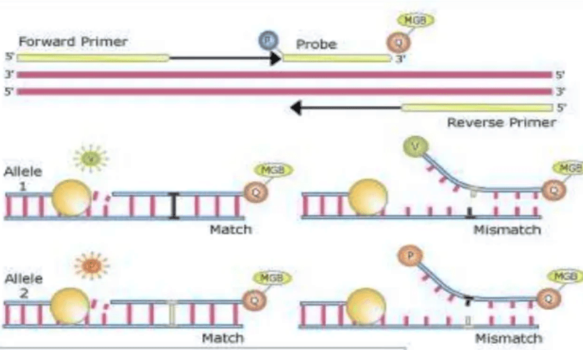 Genotyping