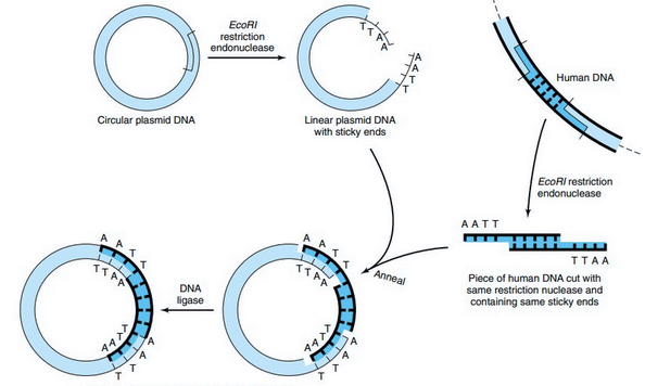 Recombinant Technologies rDNA