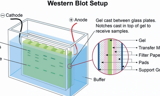 Western Blot