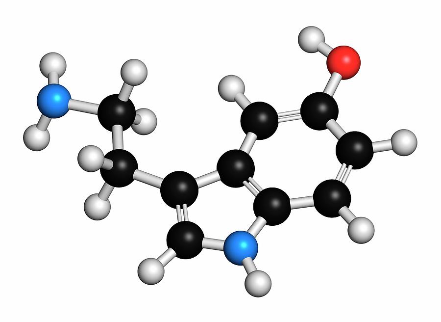 Serotonin molecule