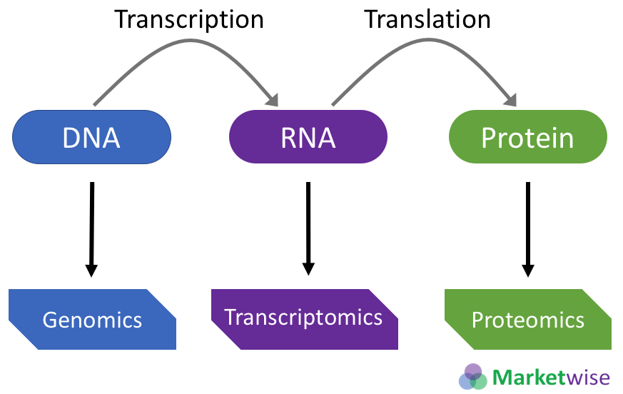 The Omics, Genomics, Proteomics and Transcriptomics